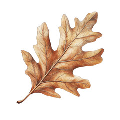 Fototapeta premium Intricate Hand-Drawn Oak Leaf in Rich Brown and Golden Tones on White Background with Subtle Shading for Depth and Realism