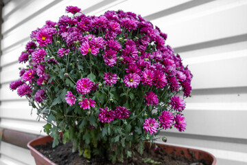 Street flowers in a pot