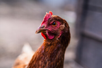 A close-up of a brown chicken wandering in a farmyard during the day with rustic wooden structures in the background