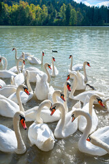 Vertical view of flock of white swans on the lake © TatiG