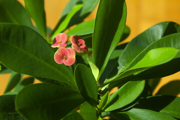 
This is a close-up of a Euphorbia milii in bloom.