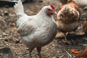 chickens walk in a pen in the village