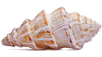 Seashells isolated on a white background