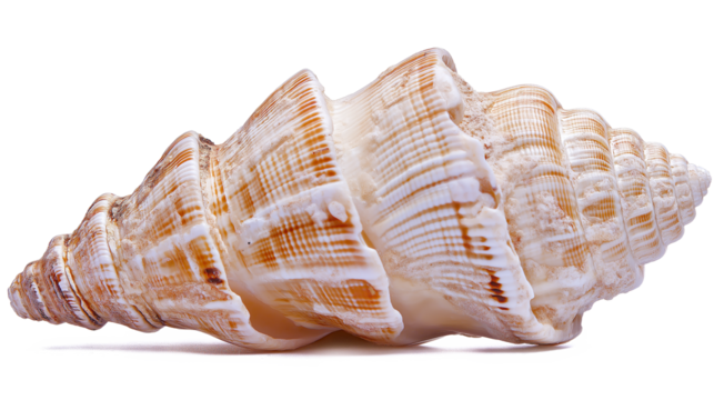 Seashells isolated on a white background