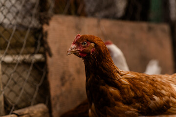 chickens walk in a pen in the village