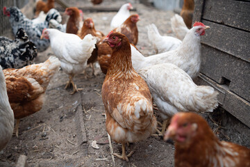 chickens walk in a pen in the village