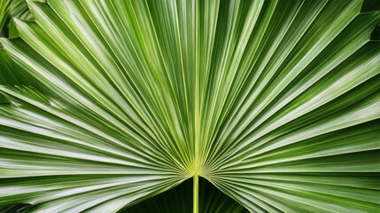 Obraz premium Green Palm Leaf Texture with Parallel Lines