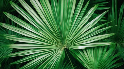 Obraz premium Green Palm Leaf Texture Background