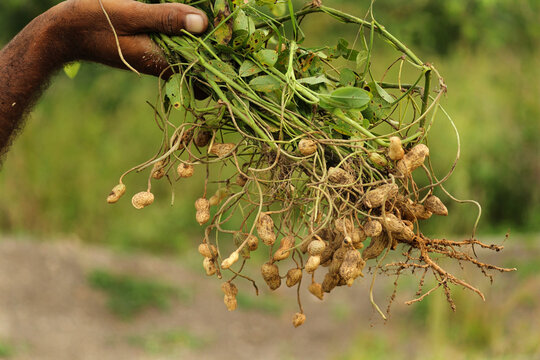 Organic farm. Farmer holding freshly harvested peanuts with roots in a field. Farmer picking peanuts. Man hand holding peanut plant or arachis hypogaea which has just been harvested Autumn harvesting.