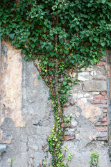 green ivy, old wall