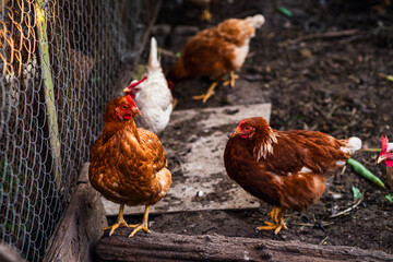 Brown chickens foraging in a rustic backyard coop during the late afternoon sun