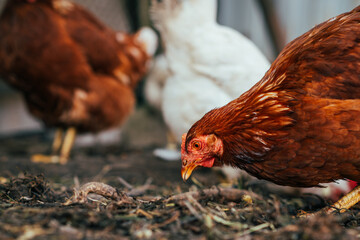 Brown chickens foraging in a rustic backyard coop during the late afternoon sun