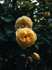 Yellow roses in the garden