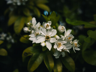 White flowers in the garden