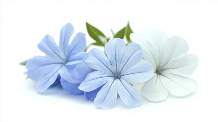 Naklejka premium White plumbago or Cape leadwort flower