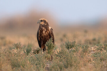 Eurasian Marsh harrier, Circus aeruginosus, Male, Little Rann of Kutch, Gujarat, India
