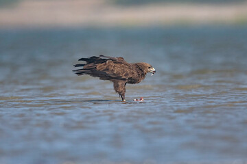 Indian Spotted Eagle, Clanga hastata, Little Rann of Kutch, Gujarat, India