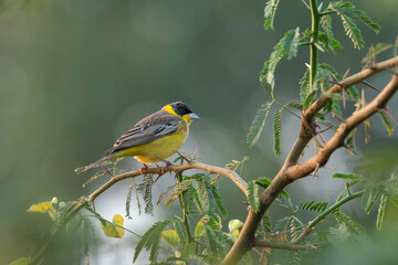 Black-headed bunting, Emberiza melanocephala, Nal Sarovar Bird Sanctuary, Gujarat, India
