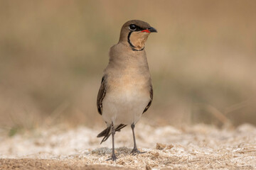 Collared pratincole or red-winged pratincole, Glareola pratincola, Nal Sarovar Bird Sanctuary, Gujarat, India