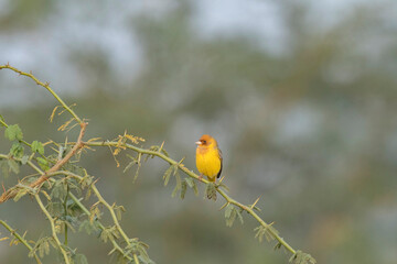 Red-headed bunting, Emberiza bruniceps, Nal Sarovar Bird Sanctuary, Gujarat, India