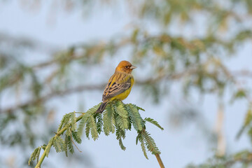 Red-headed bunting, Emberiza bruniceps, Nal Sarovar Bird Sanctuary, Gujarat, India