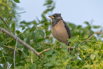 Rosy starling, Pastor roseus, Nal Sarovar Bird Sanctuary, Gujarat, India
