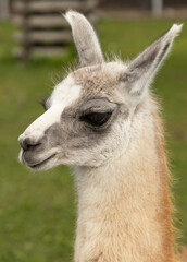 Obraz premium A baby llama with a white face and brown body