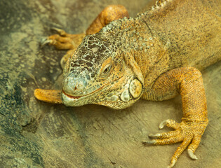 A lizard is laying on a wooden surface
