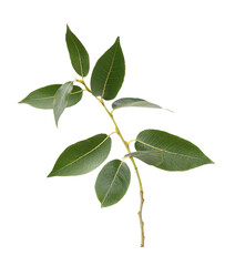 Small branch of fresh green leaves (salix) isolated on white or transparent background