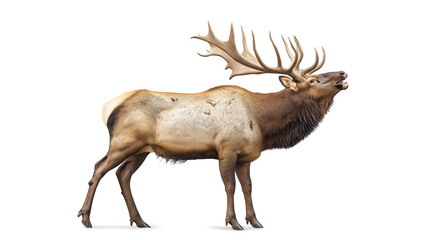 a bull elk bugling isolated on a white background