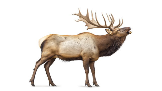 a bull elk bugling isolated on a white background