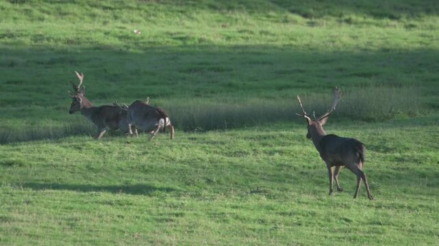 Fallow Deer (Dama dama) bucks fighting during the annual rut. Mid October, Kent, UK [Half speed]