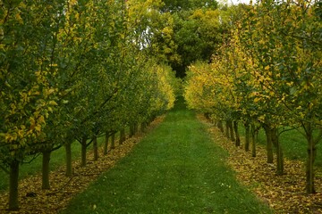 Naklejka premium autumn trees in the fruit garden. panorama. Germany October 2024