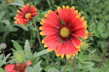 Indian blanket plant is also one of the short lived perennial from sunflower family