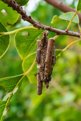 小さな蓑虫です