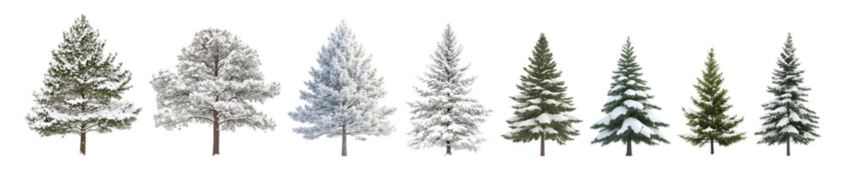 A collection of different snow-covered trees showcasing winter beauty.