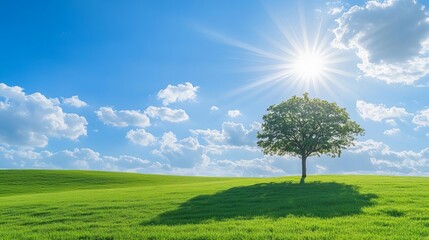 Fototapeta premium A single tree stands tall in a field, bathed in the warm glow of a bright sun.