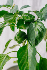 Thriving green bell pepper plant in pot against white background symbolizes healthy living and organic gardening. Rich green color promises ripe. Flavorful peppers. Packed with vitamins and minerals