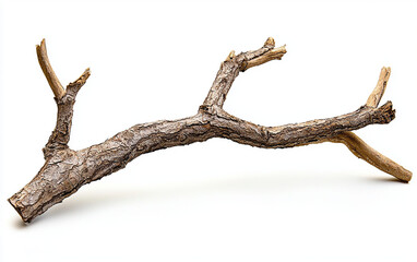 A wooden branch