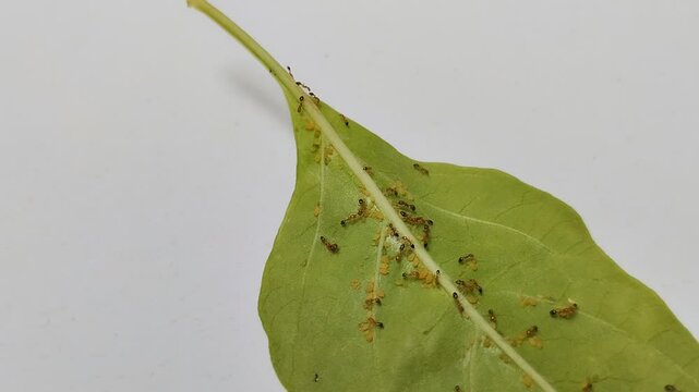 aphids and ants on chili leaves on a white background. they have a mutualistic symbiotic relationship