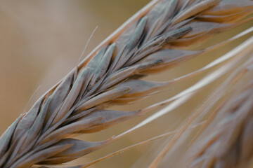 Obraz premium Close-up of golden wheat spikes showcasing natural textures and earthy tones.