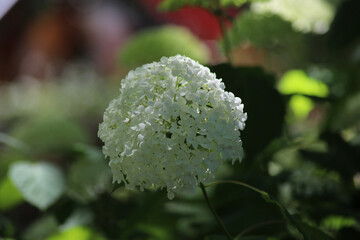 Fleurs d'Hydrangea arbustif (Hortensia)