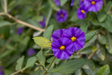 purple flower