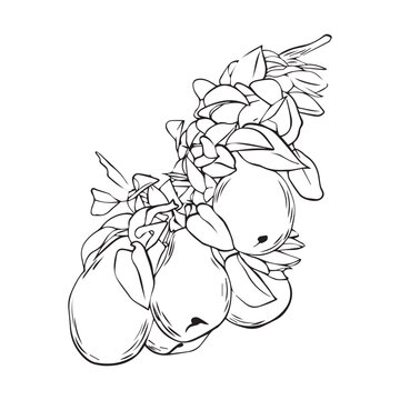 recommend clip art: Vector drawing of a branch with pears and leaves. A hand-drawn sketch. Vintage style engraving