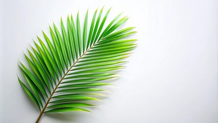 Obraz premium Tropical oasis with a single palm leaf reflecting