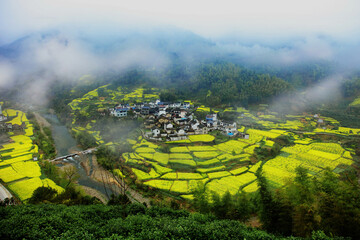 Fog in Nature: Serene Landscapes, Majestic Fog, and Scenic Views for Nature Lovers and Wilderness Explorers