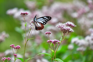 フジバカマの花を飛び交うアサギマダラ