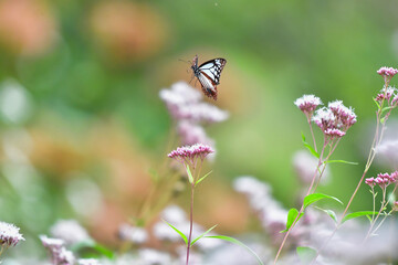 フジバカマの花を飛び交うアサギマダラ