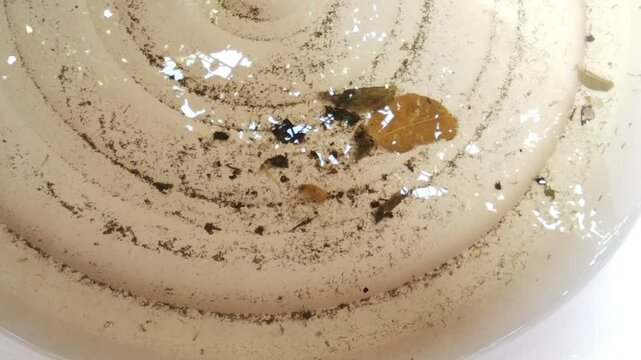 Mosquito larvae in stagnant water