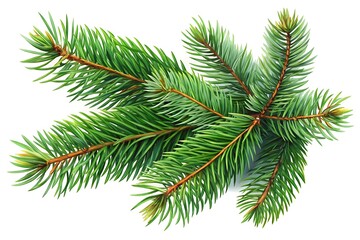 Spruce Branches White Background. Christmas Holiday Spruce Image. Festive New Year Spruce Art. Isolated Spruce Branch Design. Winter Spruce Decoration.